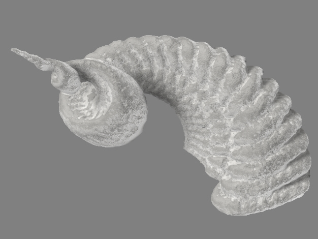 Ancient_Fractal_Seashell_ZB2_Rendered.jpg