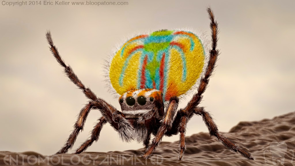 peacockSpider_test_render02.jpg