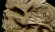 SCALED SKULL 4.jpg
