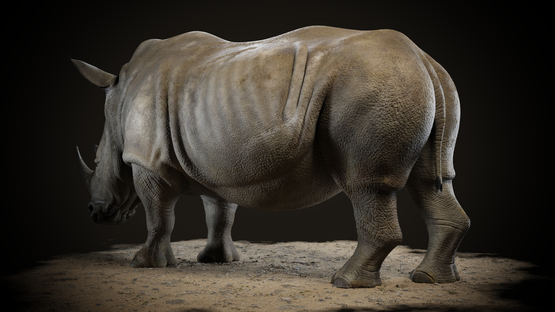 rhino_motiv_03_full_HD_0000.jpg