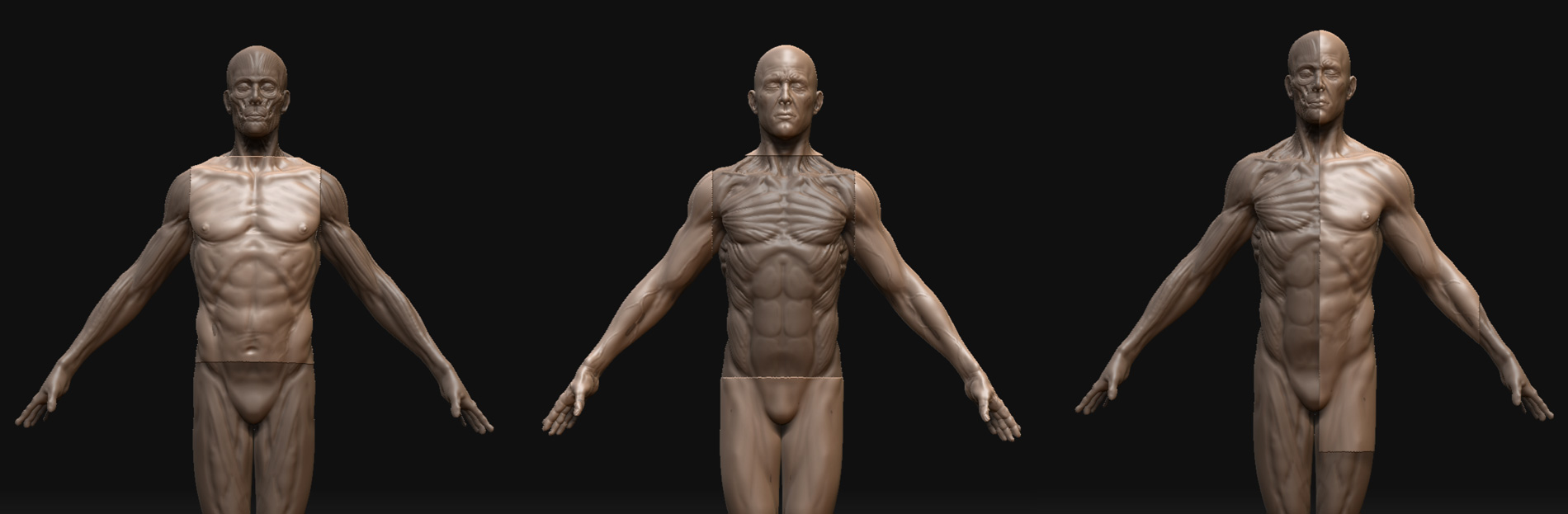 anatomy_23.jpg