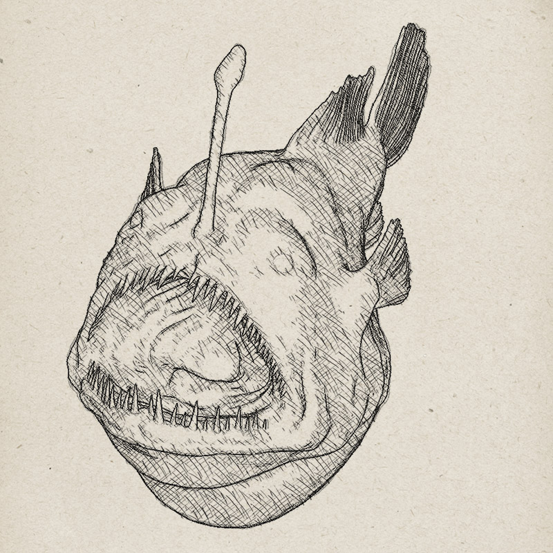 anglerfish_npr_03_byDirkWachsmuth