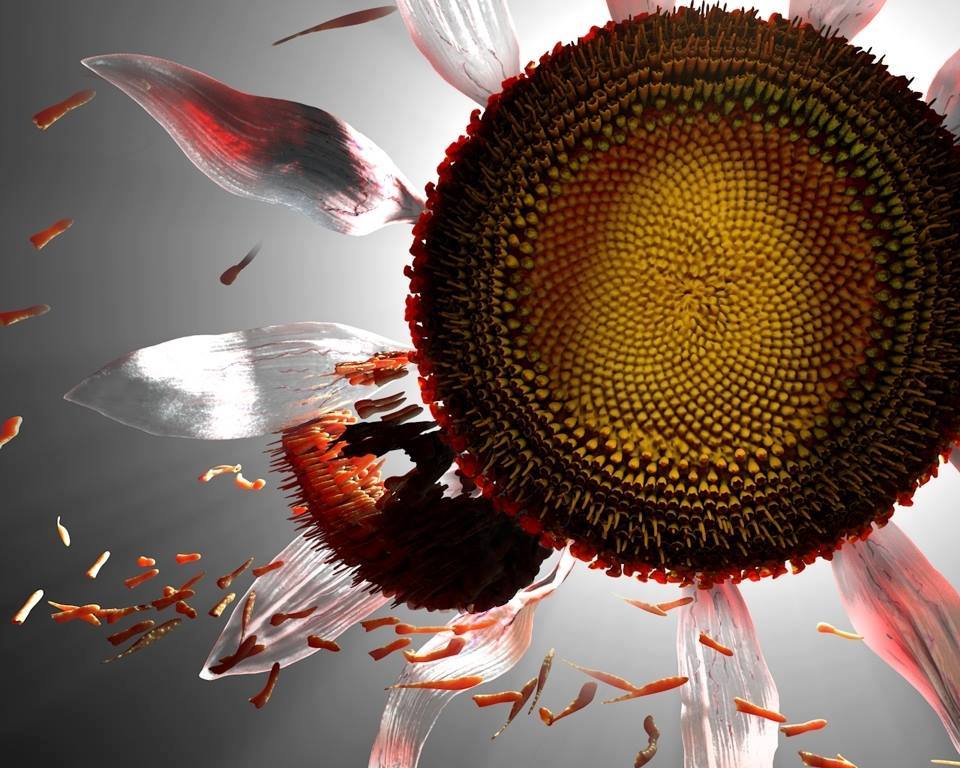 A_SunflowerSunset.jpg