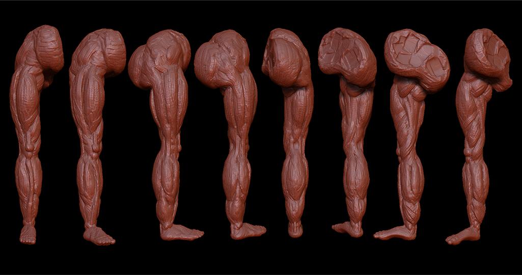 muscleslegbx5.jpg