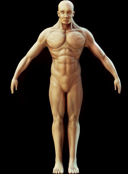 male_rendered2.jpg