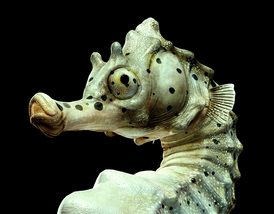 [Rander]-Big-velly-Sea-hors.jpg