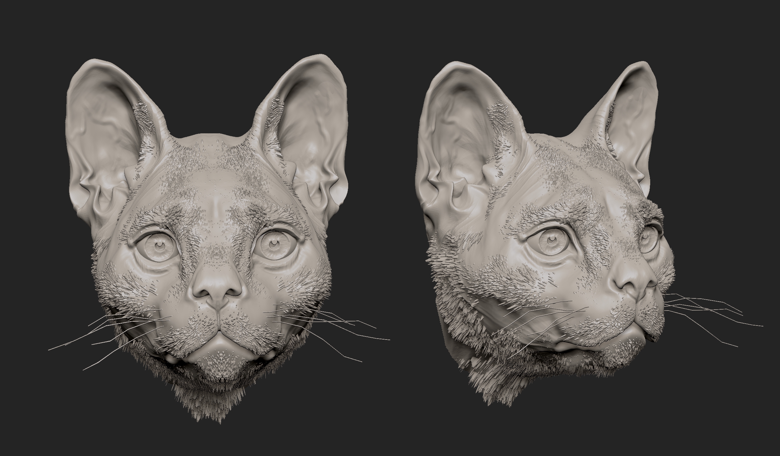 MarcusTrolldenier_SculptingAnatomy_week6_domestic_cat_05.jpg