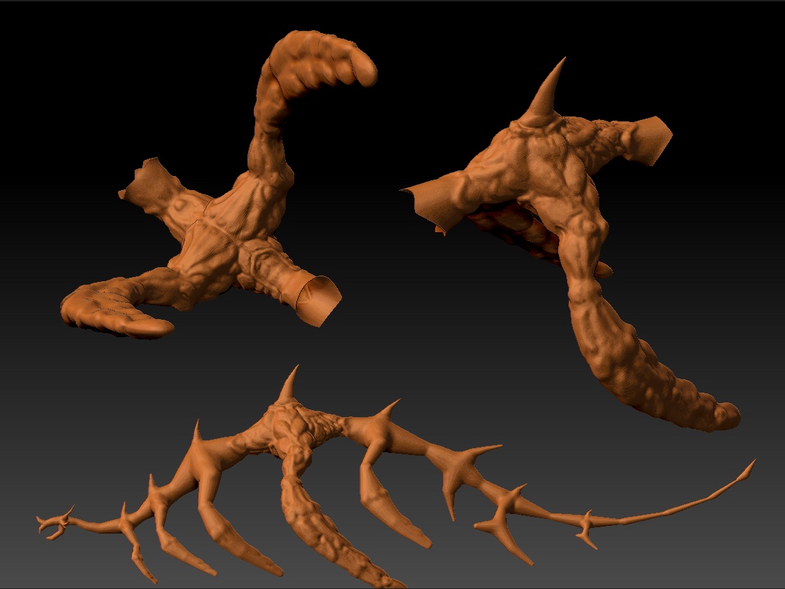 Colussi anatomy study.jpg