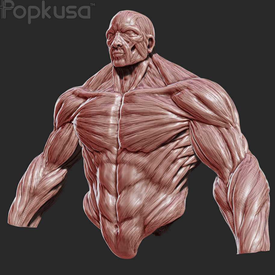 ANATOMY_Pop_03.jpg