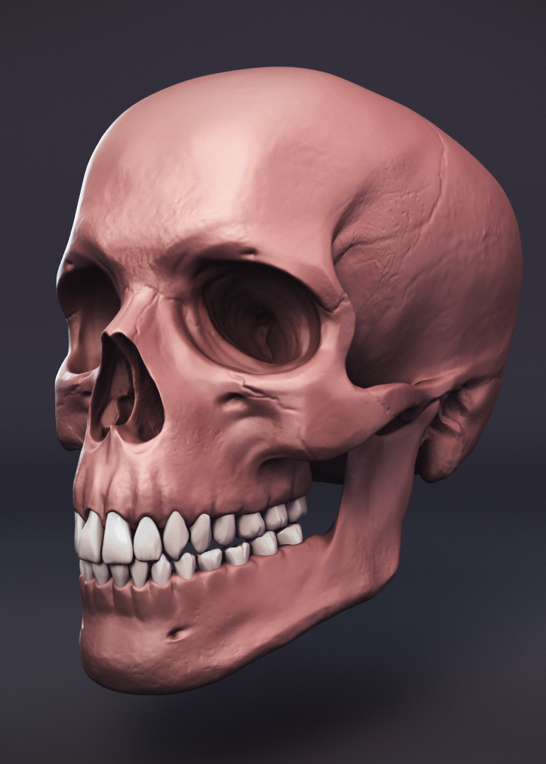 skull_small_V001.jpg