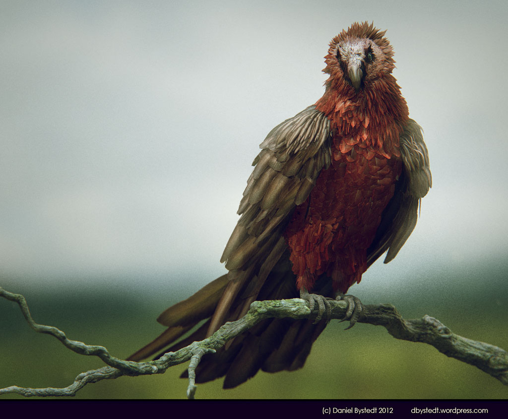 bearded vulture front low res.jpg