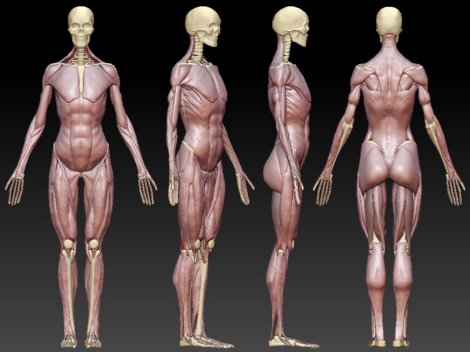 anatomymodel.jpg
