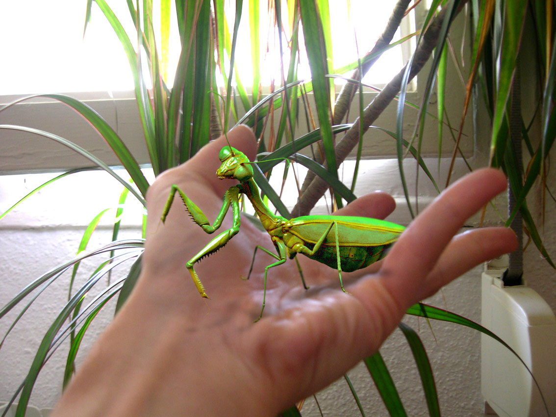 mantis_04.jpg