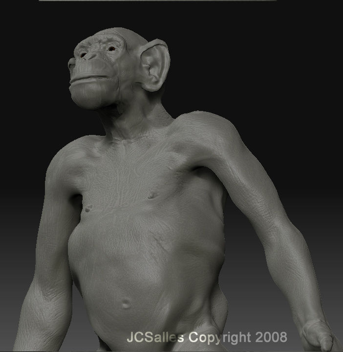 torso.jpg
