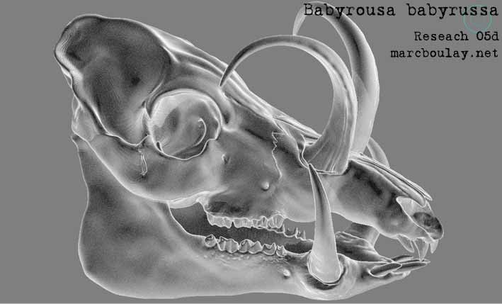 Babyrousa_05d.jpg