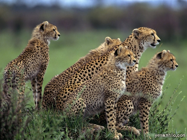 Anticipation_ Cheetahs.jpg
