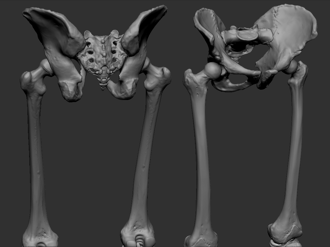 Limbs.jpg