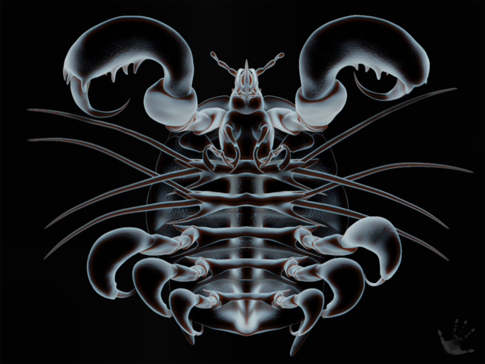 benthocyamus_ Movie_11a_ventral.jpg