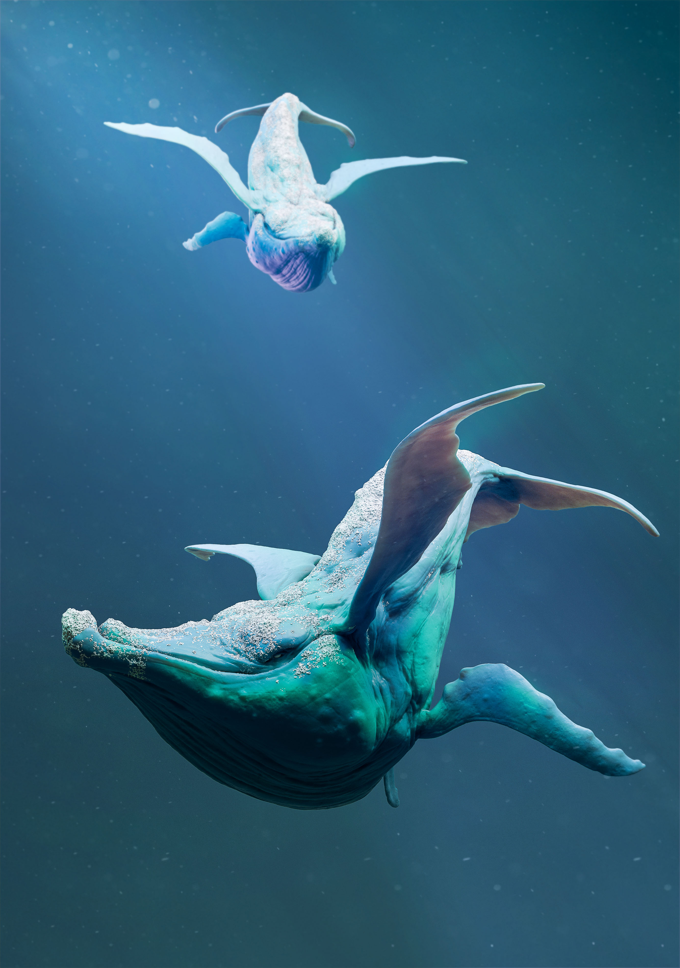 Whale_zbc.jpg