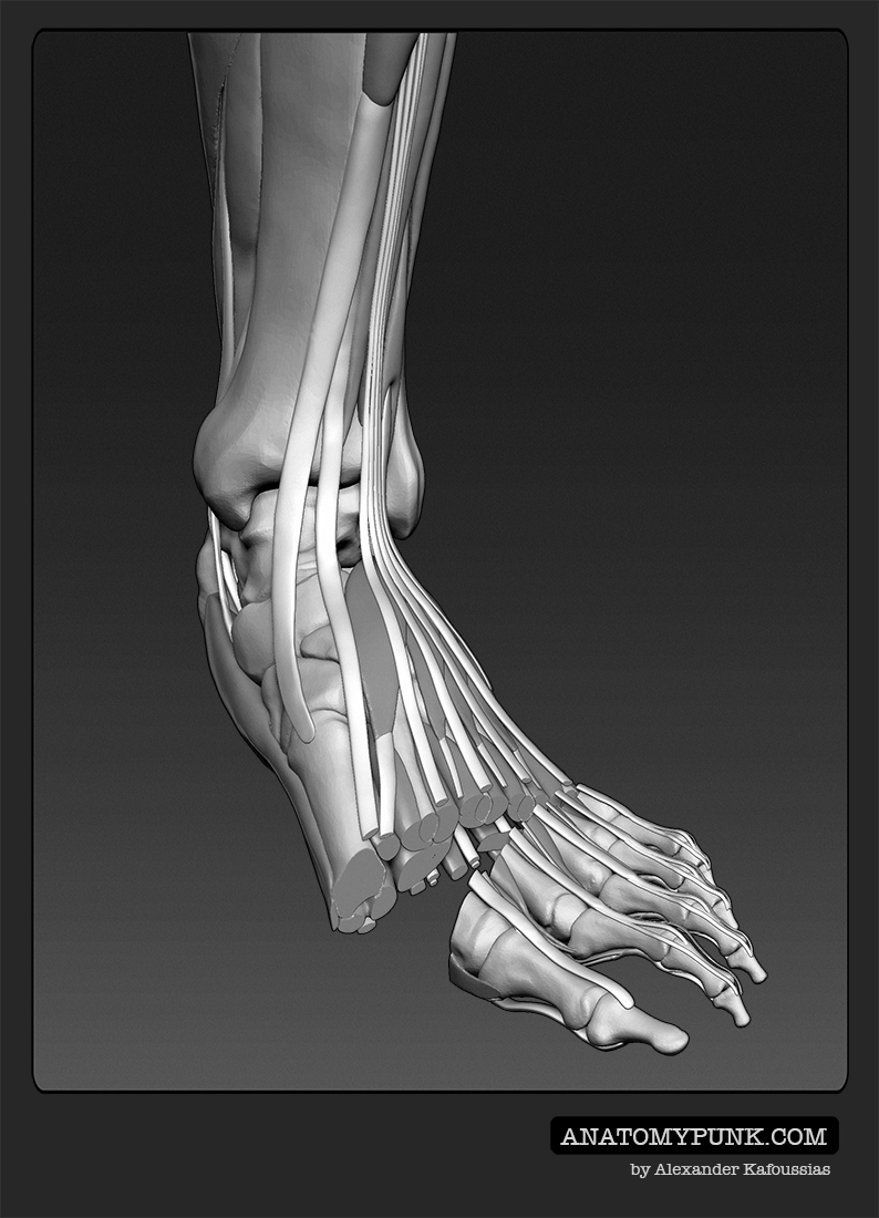 Muscles12_anatomypunk.jpeg