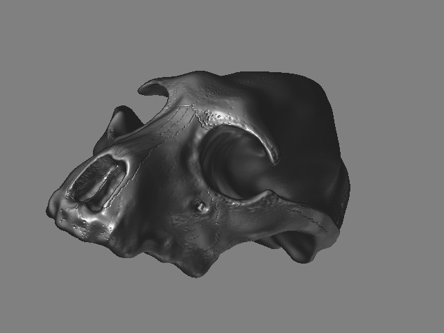dog skull1.jpg