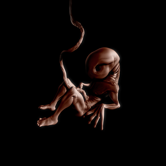 Embryo_1.jpg