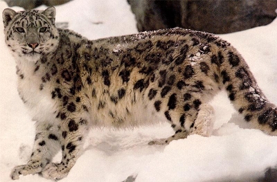 snowleopard.jpg