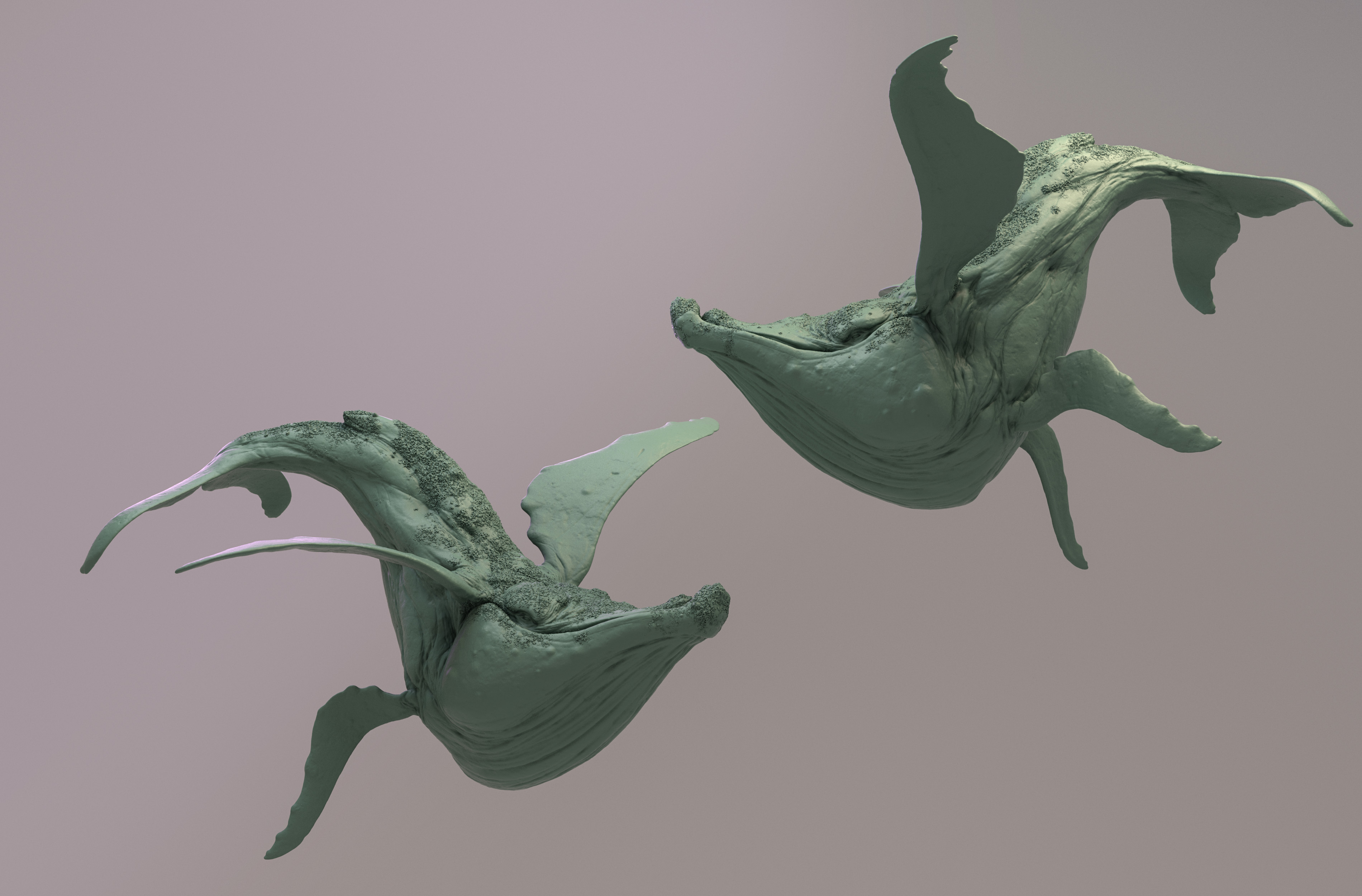 Whale02_zbc.jpg