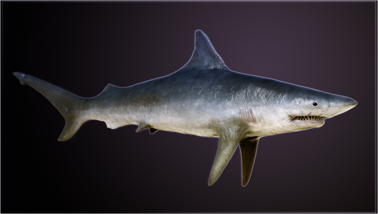 shark.jpg