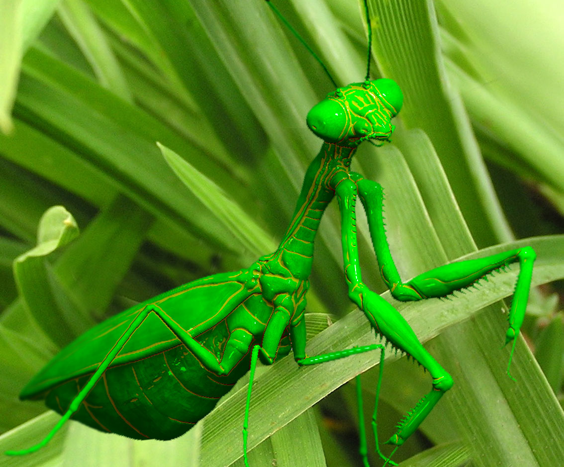 mantis04.jpg