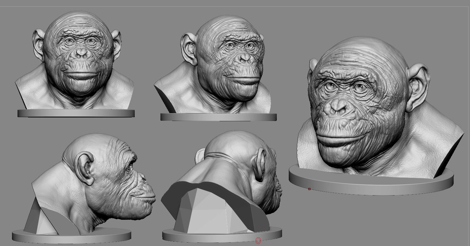 bonobo_h