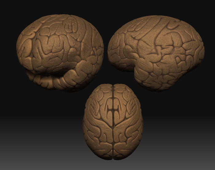 brain2.jpg