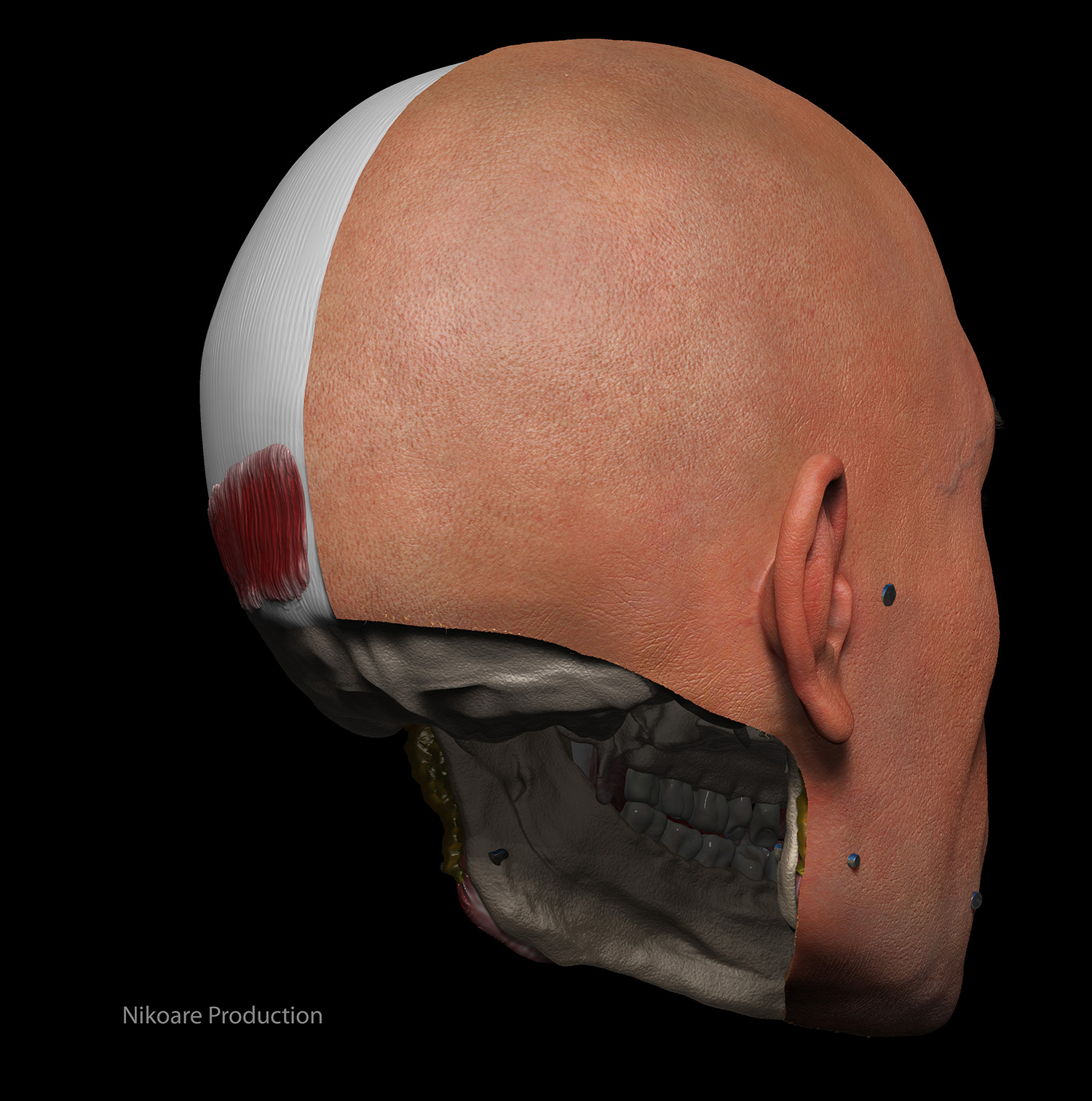 anat0006-big copy.JPG