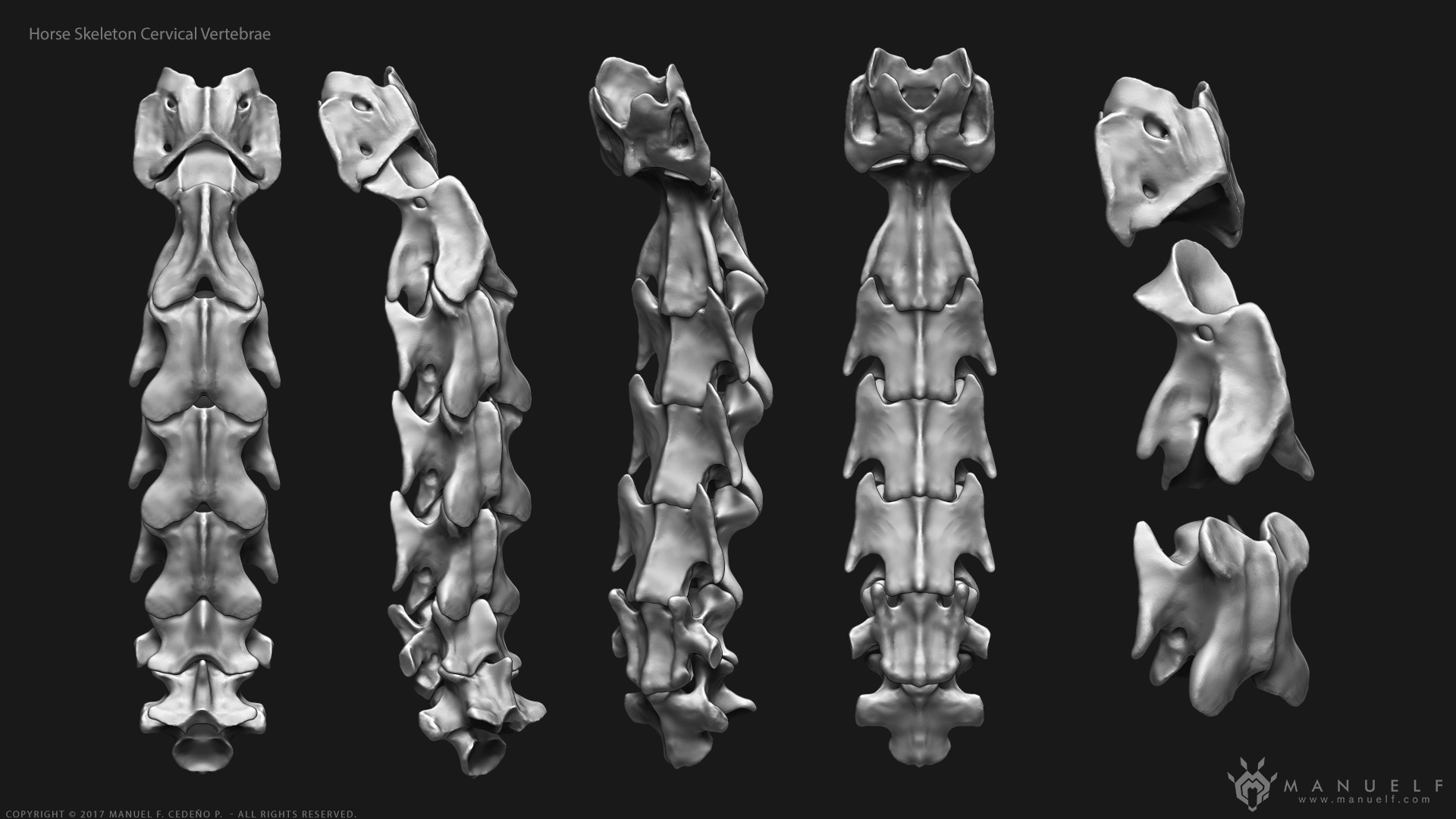 manuelf3d_Horse_Skeleton_3d_Cervical_vertebrae.jpg