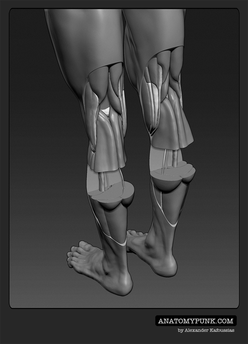 Muscles11_anatomypunk.jpeg