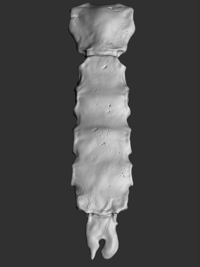 Sternum_Zbrush.jpg