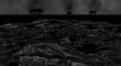 DOLPHINOIL 3.jpg