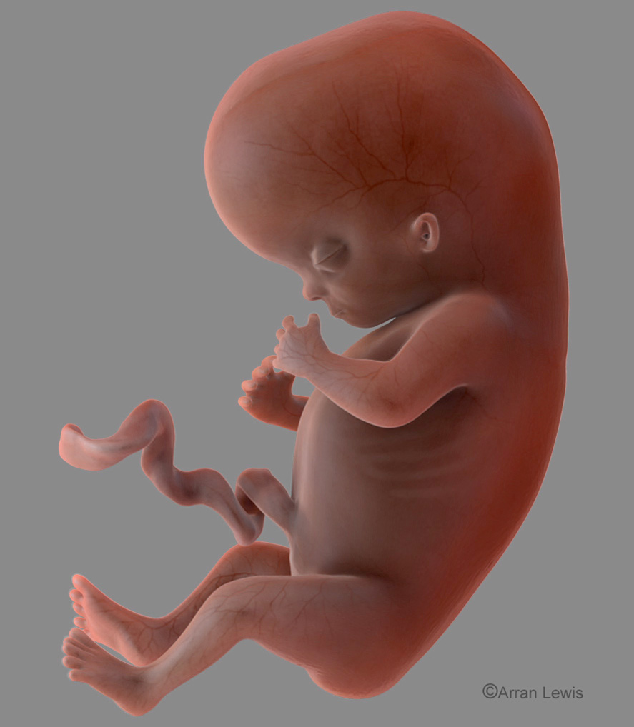 testfetus12b.jpg