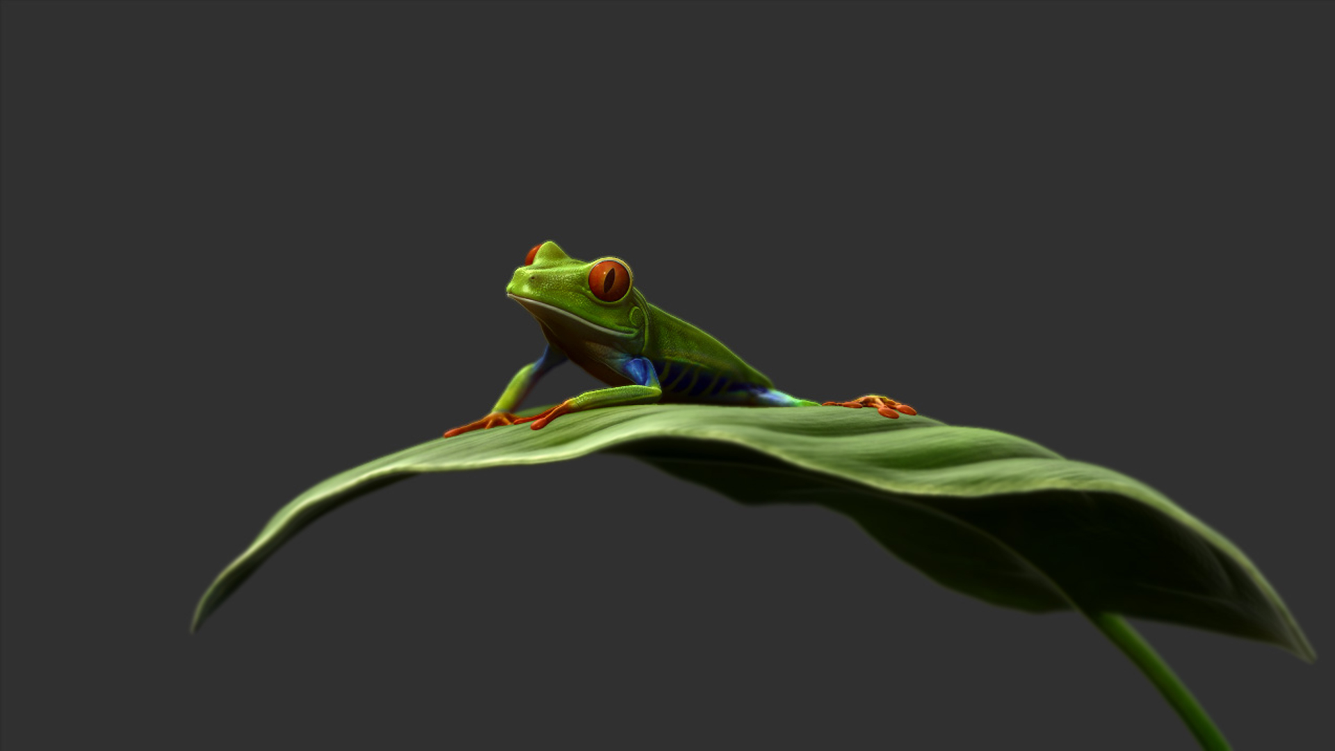 LeafFrog_02.jpg