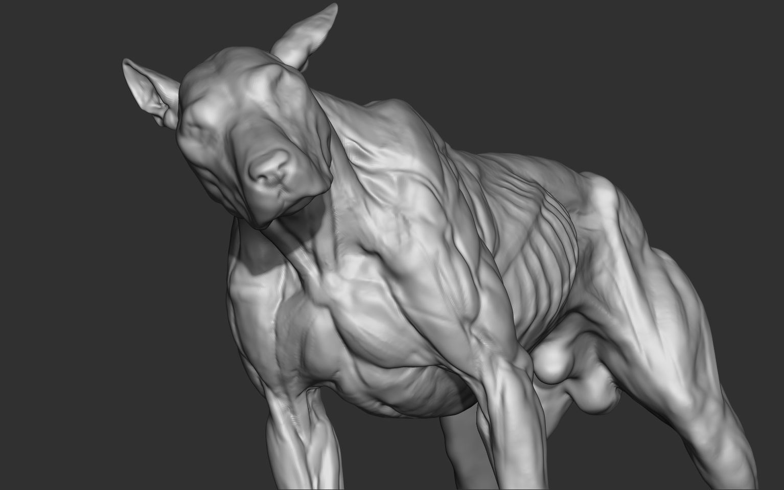 DOG_ANATOMY_render_1.jpg