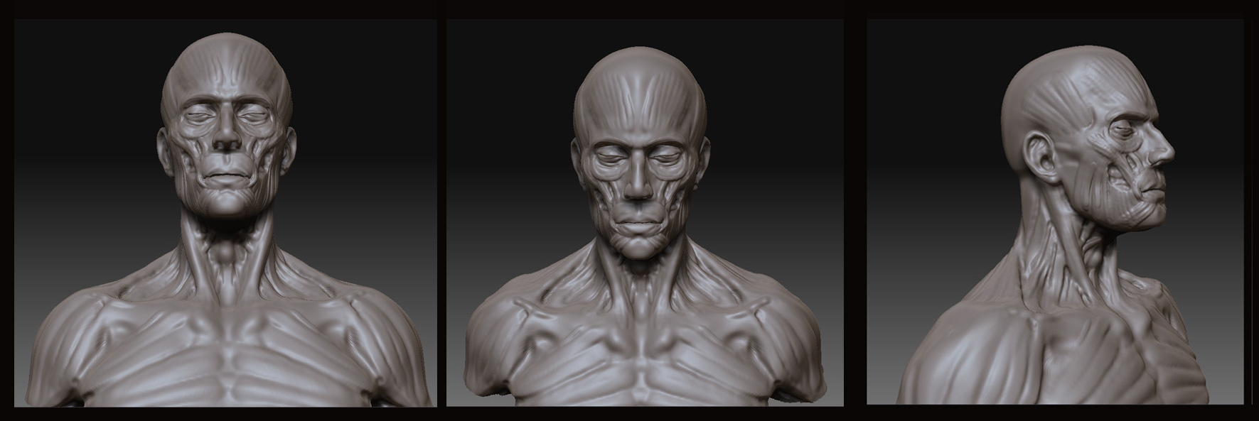 anatomy_11.jpg