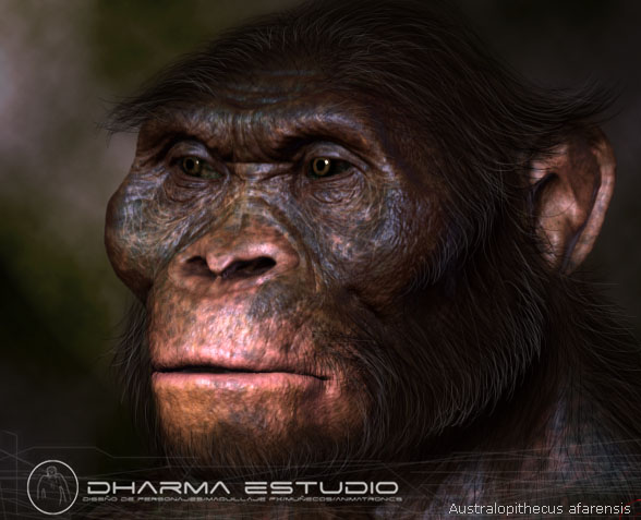 Australopithecus afarensis-noflare.jpg