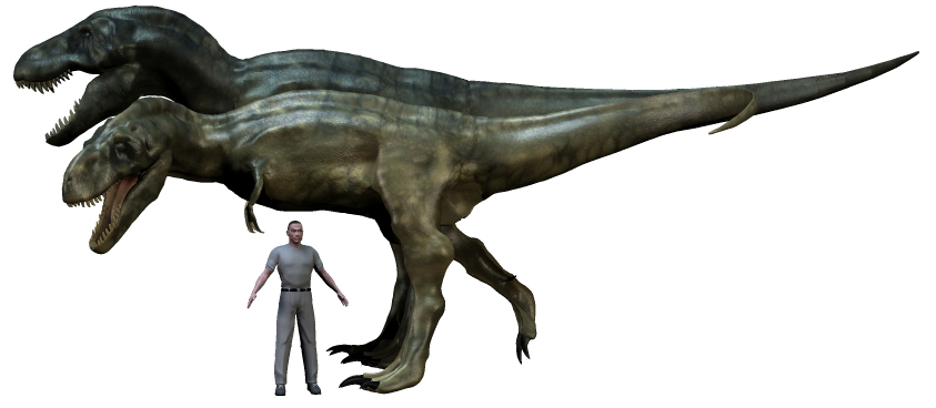 z Tarbosaurus bataar and Tyrannosaurus rex 10a.jpg