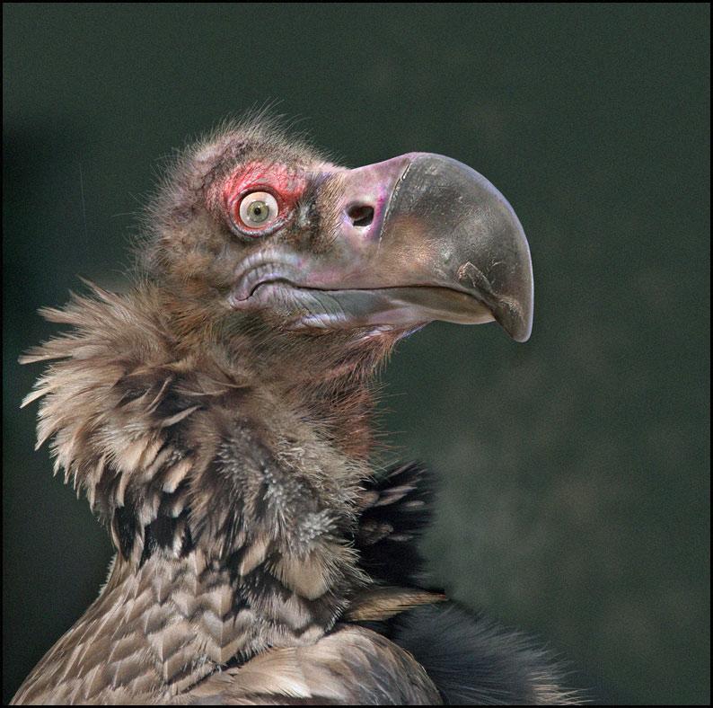 vautour-copie.jpg