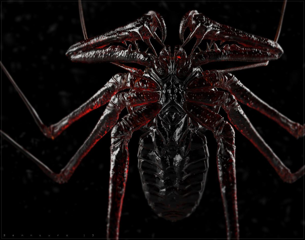 whip_spider_05s_BM.jpg