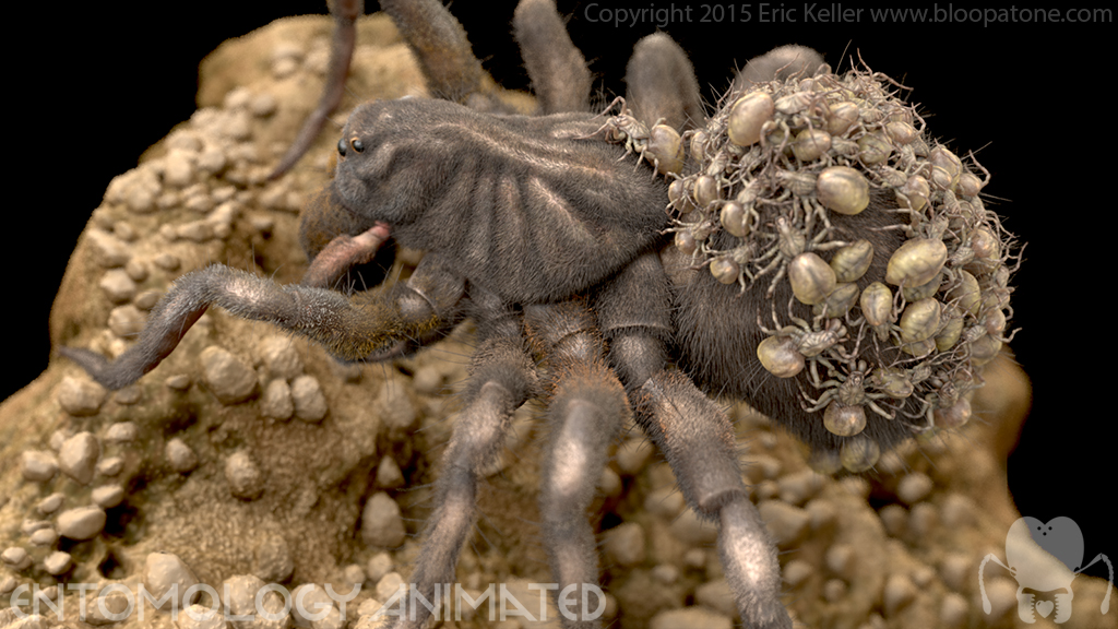 keller_wolfSpider_keyshotRender001.jpg