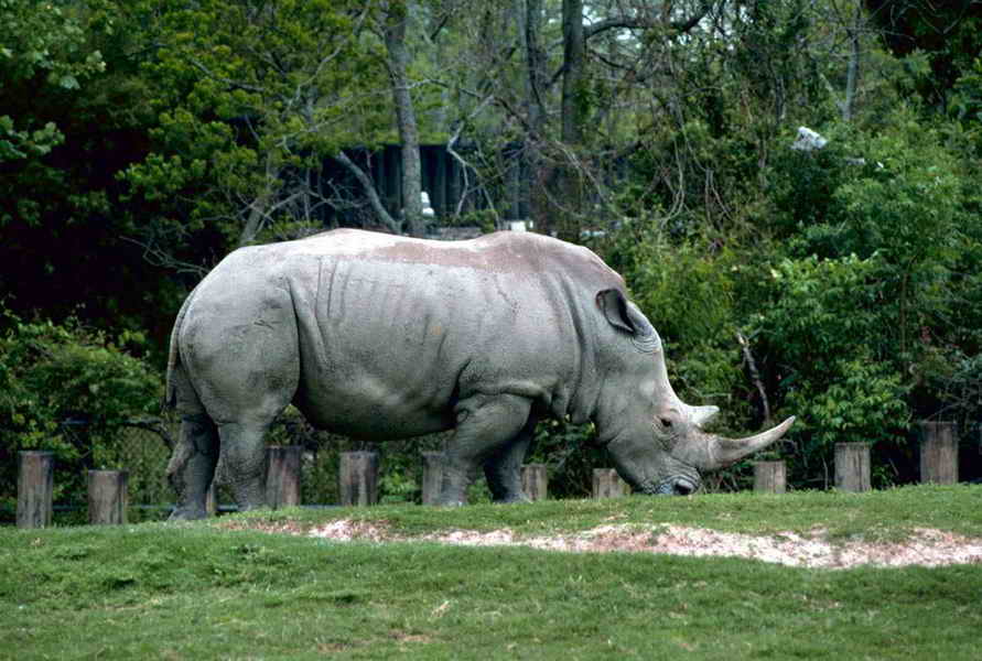 rhino1.jpg
