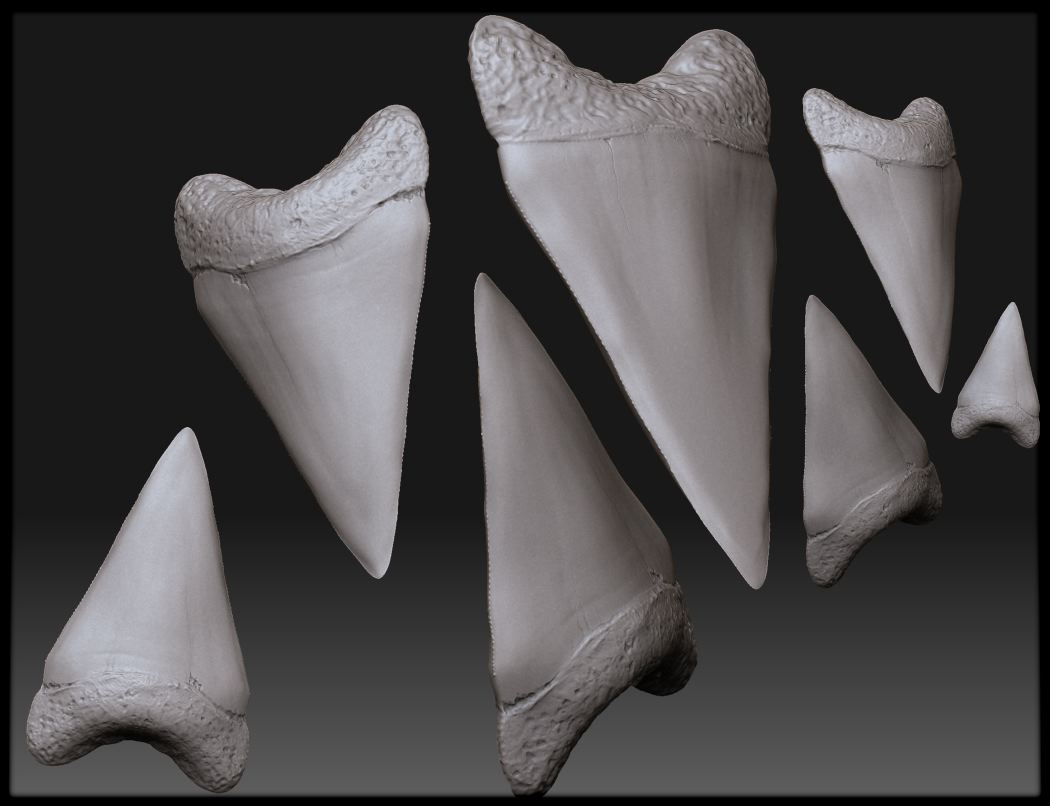 Sharkteeth.jpg