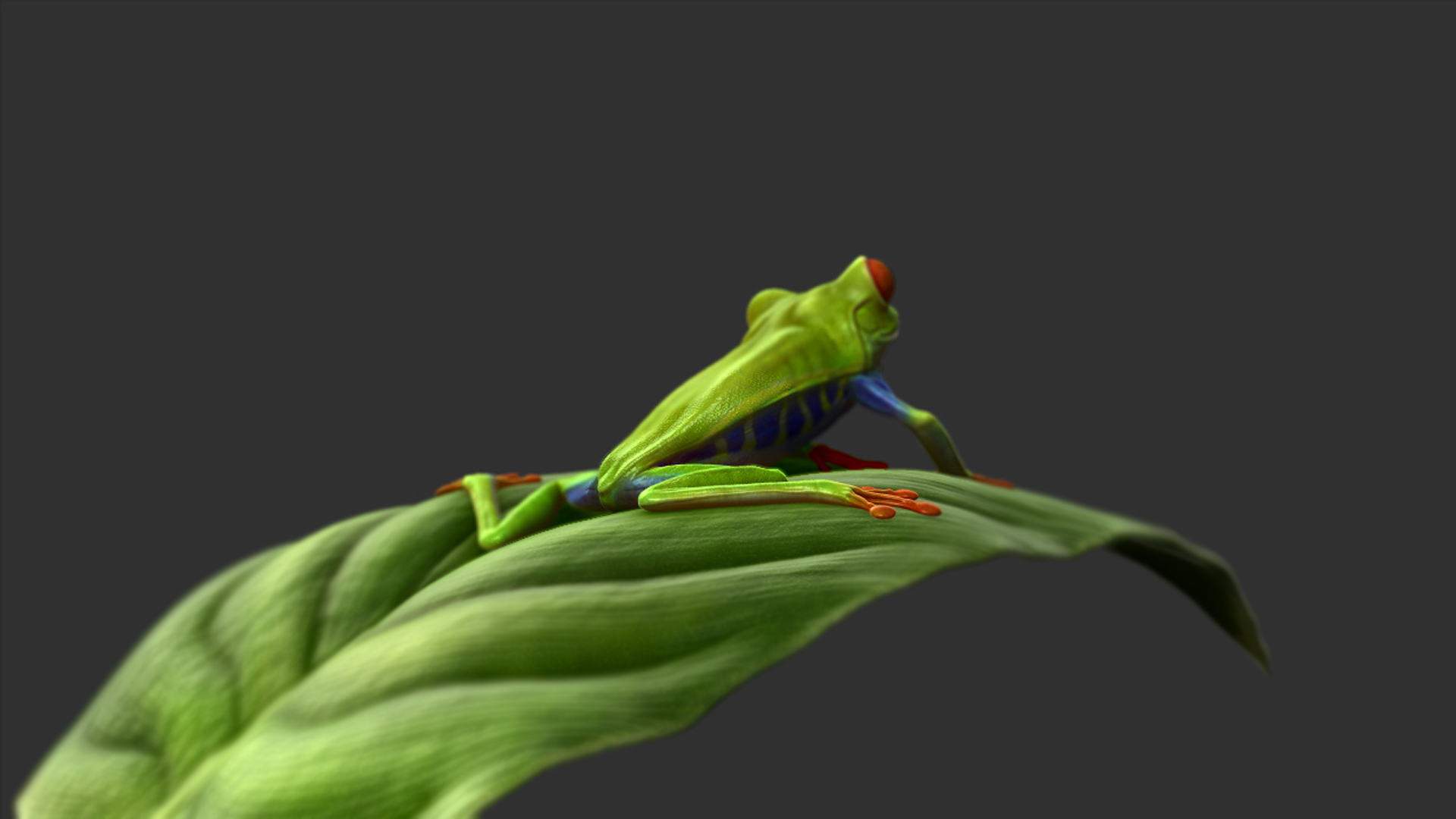 LeafFrog_03.jpg