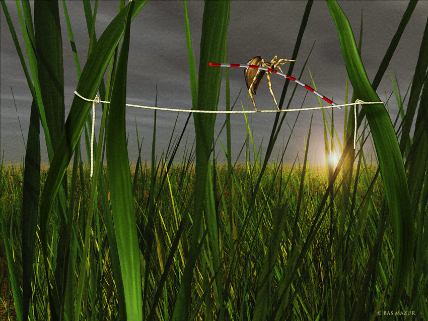 Spider.jpg